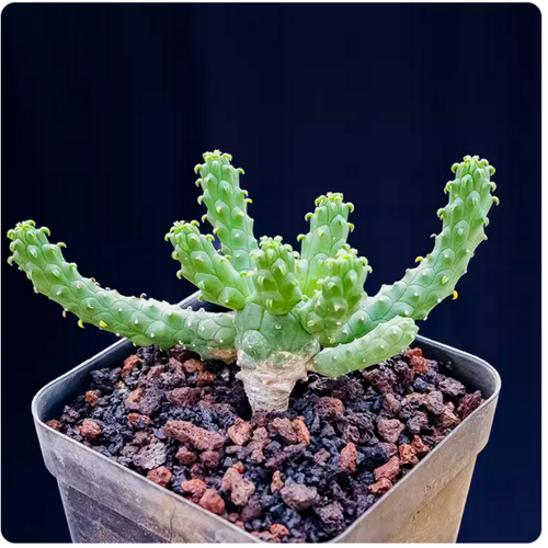 Planta suculenta de cactus de 6-7 cm Euphorbia inermis hermosa planta de múltiples cabezas - Imagen 11 de 12