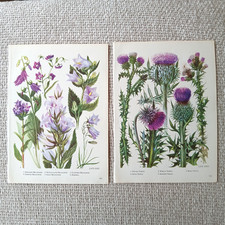 Glockenblume Distel Blume Pflanzen Botanik Vintage 1962 Buchdruck Wandbild #105