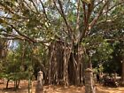 Ficus Benghalensis Tree Seeds, Banyan Fig Seeds, Bengal Fig, Bonsai, Indian
