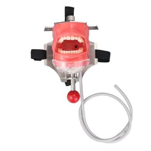 Dental Simulator Mannequin Head Teeth Model Bench-Mounted Training Tooth Mold - Picture 14 of 46
