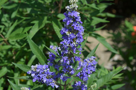 Mönchspfeffer `Blue Puffball´ ® Vitex Zwergform - Bild 2 von 3