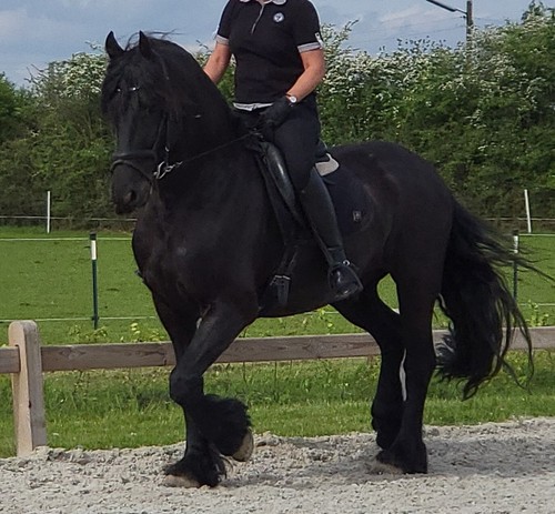 Biete Reitbeteiligung an einem sportlichen Friesen mit Top Papieren - Bild 2 von 12