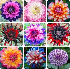 75 Mixed Colors Dahlia Seeds Beautiful Flower Plant
