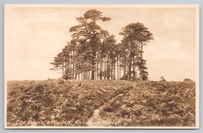 The Camels Clump Ashdown Forest Sussex 1930s Frith