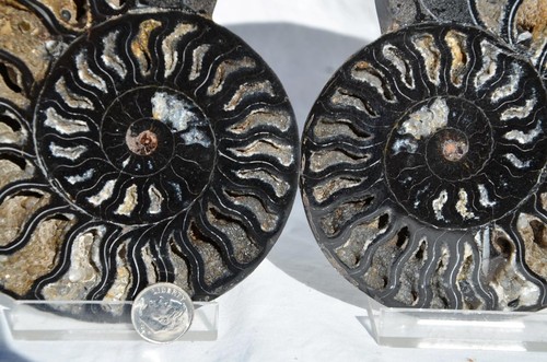 Large Black Ammonite Pair Great Crystals 110myo FOSSIL XXL 143mm 5.6" 9313ee - Picture 4 of 9