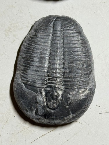 LOT # 11 - 4 ELRATHIA FOSSILE TRILOBITEN - Bild 3 von 5