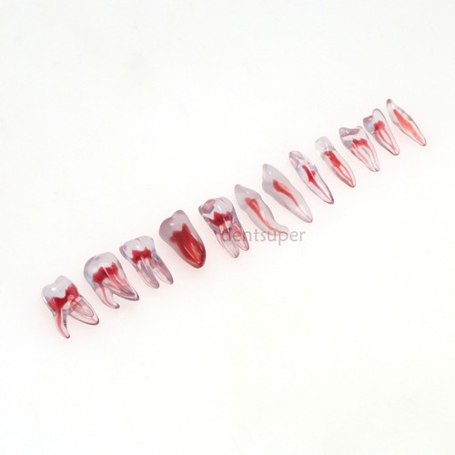 Modelo de Entrenamiento Dental, Dientes 3D con Raíz Curvada, 12 Tamaños, ECA Endo Practice - Imagen 90 de 92