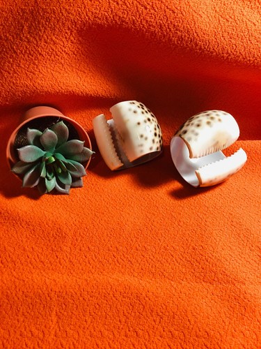 Vintage Napkin Rings, Seashell Napkin Rings, Beach Wedding, Nautical Table Decor - Bild 6 von 10