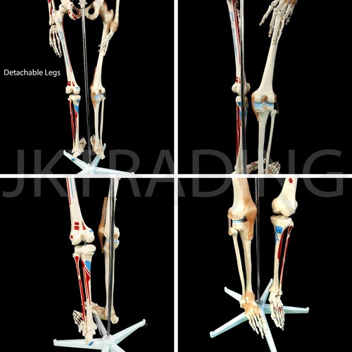 Human Skeleton Anatomical Model up to 180cm Medical Anatomy w/ or w/o MUSCLES - Picture 36 of 97