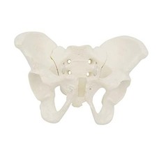 Mini Size Female Pelvis Model - Flexible Anatomy Model - Hip Bone Pelvic