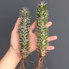 High 7-9cm Alluaudia montagnacii cactus Succulent Home Bonsai Decor fat plants