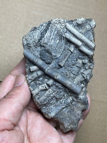 260g Trias Natur Crinoid und Trachyceras Präparat Geologisches Gestein - Bild 11 von 21