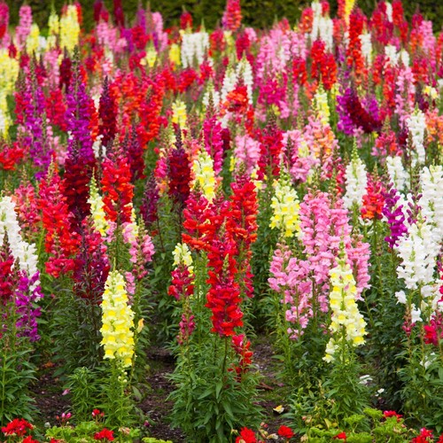 Snapdragon Blumensamen - 1000+ Mix Erbstück Antirrhinum majus Samen, Blumenbeet - Bild 3 von 3