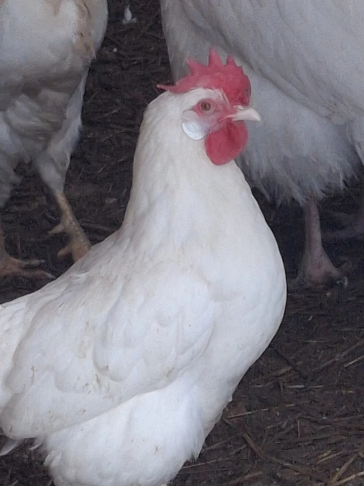 1 Dozen White Leghorns - Hatching Eggs - Image 3 of 4