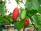 Tindora - Kundru - Ivy Gourd - Coccinia grandis - 20+ seeds - Graines - Cu 028