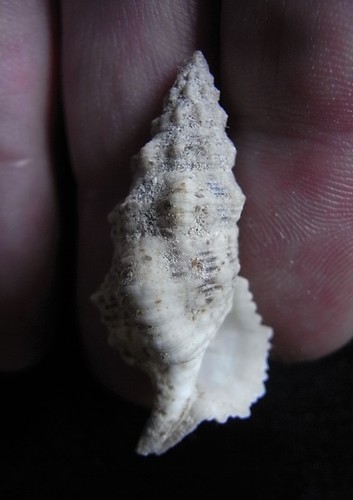 seashell Cerithium columna SELDOM OFFERED! 32/34mm F+++ - Picture 2 of 3