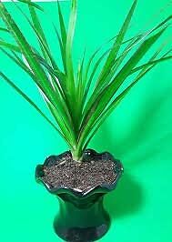 Dracaena Marginata Plant Live Madagascar Dragon Indoor In 4" Ceramic Black Pot - Picture 1 of 1