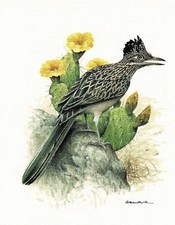 Kukułka drogowa Kukukułki - Obraz z nadrukiem artystycznym - 25,5 x 17,5 cm