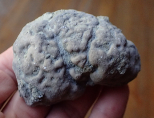 Solenopora Sponge Fossil Kentucky Marine Research Marine Chaetedid University S2