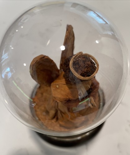 Kentucky Tobacco Figurine In Glass Dome Signed Fred Freda Burley RARE - Picture 3 of 9