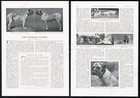 1910 English mastiff 7 champion dog photo vintage print article