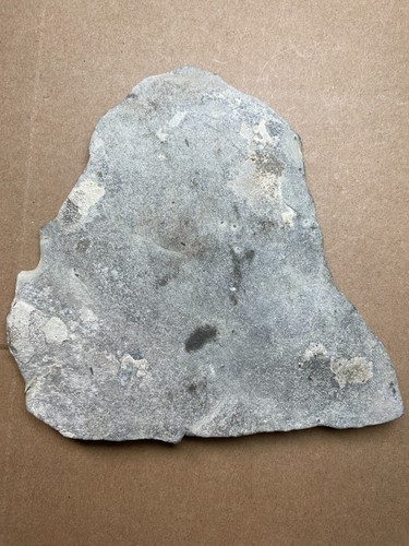 460g Cambrian period Agnostida Trilobite Geologic rock specimen - Picture 11 of 12