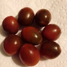 Chocolate Cherry Tomato 10 Seeds Organic Non GMO
