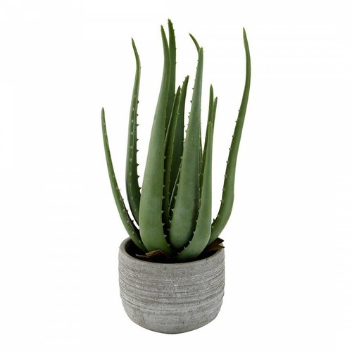 2 Medium Aloe Vera Plants, 10" - 16" in Height, Mature - Picture 2 of 2