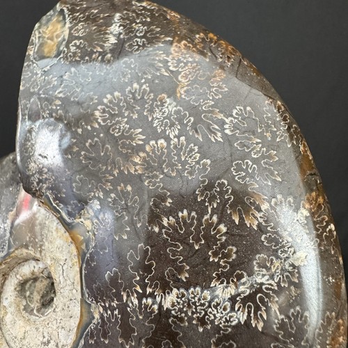 12.7cm/465grams Polished Ammonite Fossil Specimen, Madagascar #67 - Picture 5 of 8