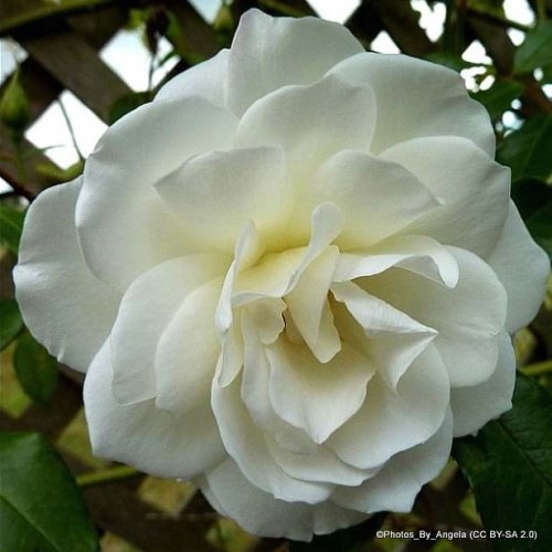 Iceberg - Climbing Rose FREE NATIONWIDE DELIVERY