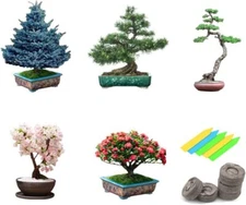 Bonsai Tree Seeds 5 Varieties of Non GMO Heirloom Bonsai Seeds Starter