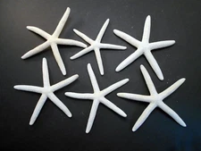 6 Beautiful White Finger Starfish 5-6" Beach Wedding Coastal Decor Arts & Crafts