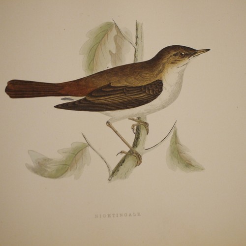 * Superb * A History of British Birds Six Vols By Rev F.O. Morris 3rd Edn 1891 - Picture 23 of 24