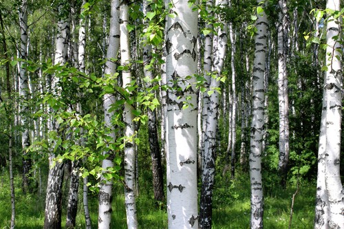 50+ White Paper Birch Tree Seeds (Betula papyrifera) | FAST-GROWING TREE, SHOWY! - Picture 5 of 11