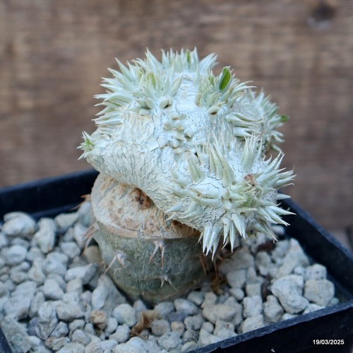 D499 PACHYPODIUM BREVICAULE GRAFT pot10-H8-W7 cm MaMa Cactus - Picture 3 of 4