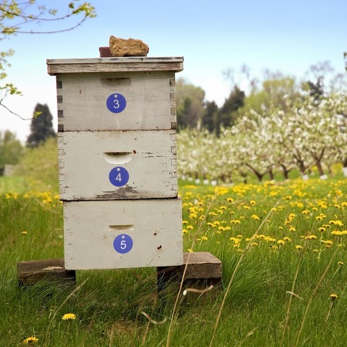 20pcs Beekeeping Supplies Diy Number Tags Beekeeping Number Beehive Number Mark - Zdjęcie 9 z 12