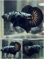 Male Betta Live Fish - Black Samurai HMPK - 53 - High Quality A