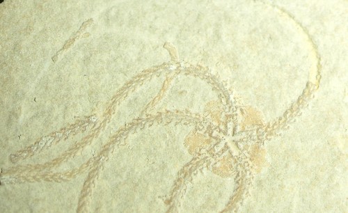 AMAZING GROUP of Jurassic Brittle Stars -Sinosura kelheimensis - Picture 5 of 9