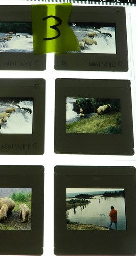 Lot 3 - 20 Photographic Slides of Brown Bears in Alaska Fishing for Salmon - Picture 5 of 6