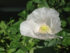 250 Seeds PERSIAN WHITE POPPY