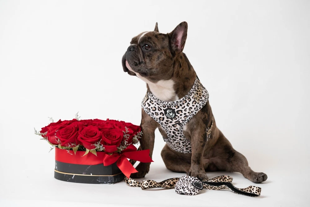 Dog Harness & leash matching set