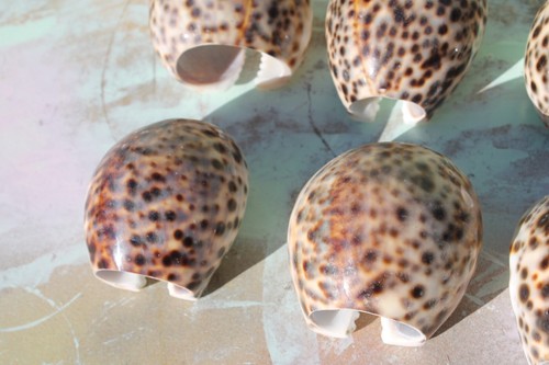 VTG Large Tiger Cowrie Shell Napkin Holders Rings, Set of 5 Spotted Philippines  - Picture 3 of 9
