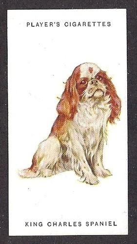 1931 Reino Unido Arthur Wardle perro arte jugador tarjeta de cigarrillo Blenheim INGLÉS JUGUETE SPANIEL