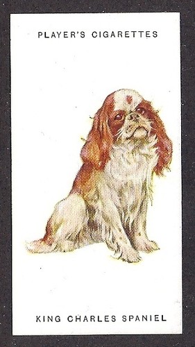 1931 UK Arthur Wardle Dog Art Player Cigarette Card Blenheim ENGLISH TOY SPANIEL - Picture 1 of 1