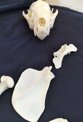Alaska Wolverine Skull and PARTIAL Skeleton clean Real Bone FREE SHIP - Picture 11 of 15