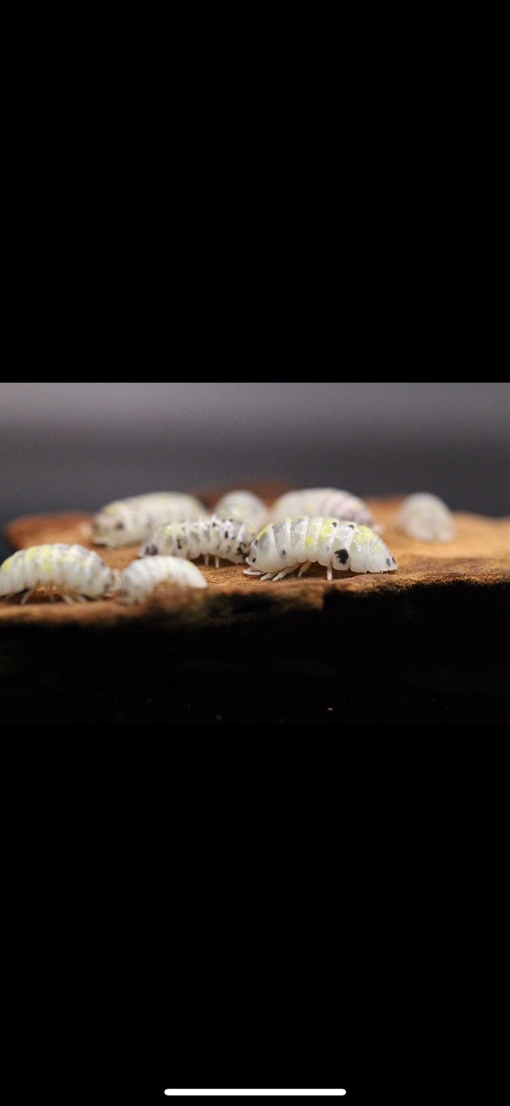 Isopodes cubaris et Armadilidium vulgare en lot de 80 détritivores pour terrarium bioactif