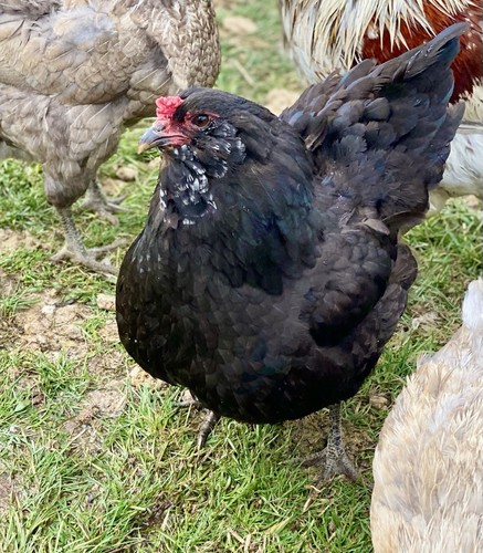 12Ameraucana Hatching Eggs- Farm Fresh Daily - Picture 5 of 7