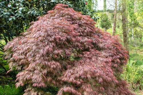 10 Red Dwarf Japanese LACELEAF MAPLE Tree Acer Palmatum Atropurpureum Seeds - Picture 6 of 9