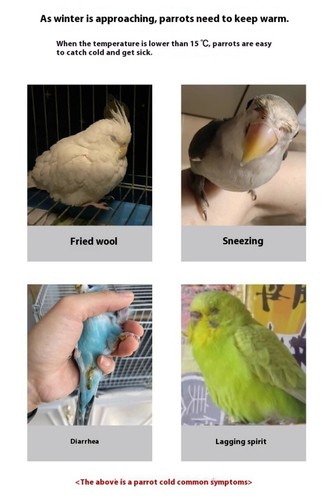 Bird Cage Heater Heat Lamp Metal Chew-Proof Anti Bite Ceramic Lizard Snake Macaw - Bild 2 von 18