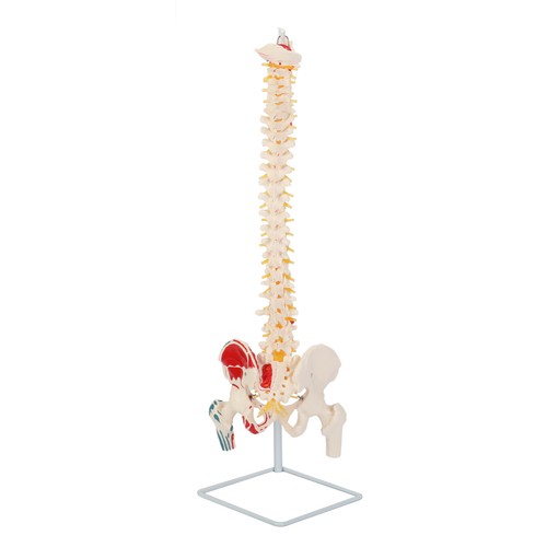 1:1 Menschliches Wirbelsäulenmodell Anatomie Modell Skelettmodell Beckenmodell - Bild 10 von 18